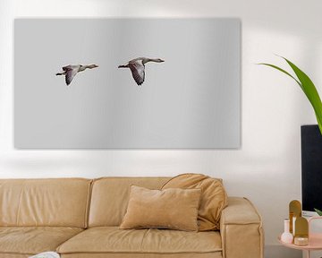 two flying geese. by Roy IJpelaar