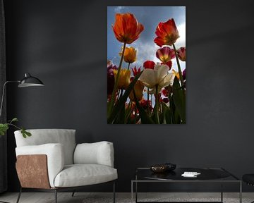 Hollandse Tulpen van Joyce den Hollander