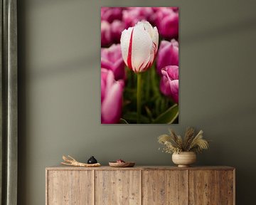 Tulp met druppeltjes van Joyce den Hollander