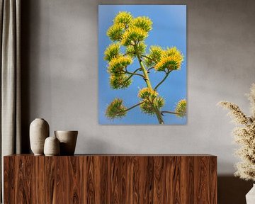 bloemstengel van Agave tegen blauwe hemel