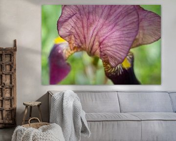 Iris violet sur fond vert Macro abstrait floral sur Iris Holzer Richardson