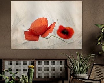 Klaproos van Ingrid Van Damme fotografie