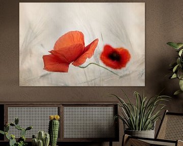 Coquelicot