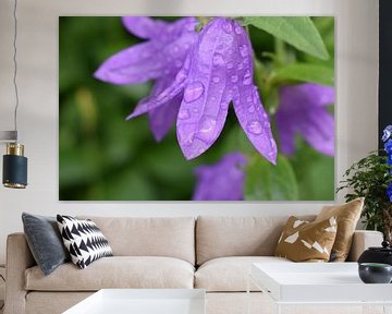A bellflower in the garden by Claude Laprise