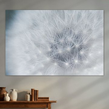 Pissenlit / gros plan