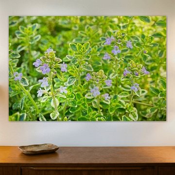 Lemon Thyme with Purple Flowers