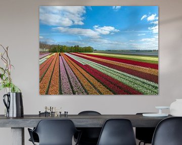 Tulpen op landbouwvelden in het voorjaar van Sjoerd van der Wal