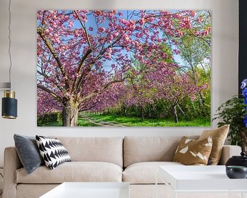 Cherry trees in perfect bloom by Melanie Viola