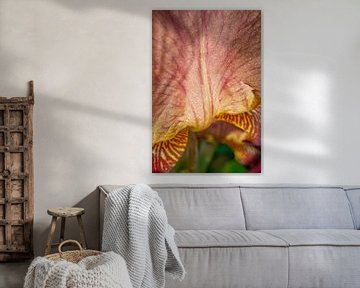 Bourgondische iris bloem Macro van Iris Holzer Richardson