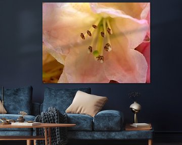 The stamens of a rhododendron flower by Gerard de Zwaan
