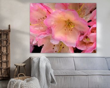 Een roze bloem van een rododendron