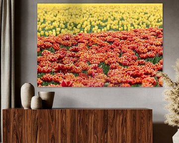 een oranje tulpenveld met op de achtergond gele tulpen van W J Kok