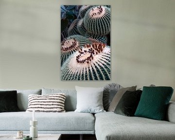 Ballencactus