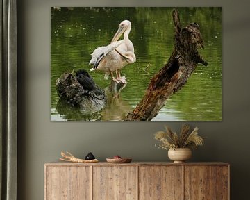 Natuur | vogel | roze pelikaan van Claudia van Kuijk
