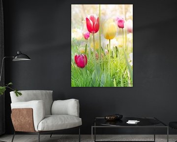 Tulpen von snippephotography