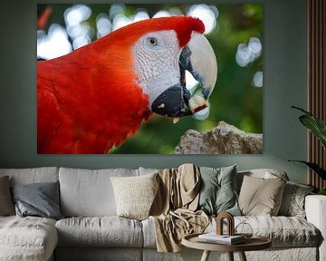 Portrait d'un perroquet rouge coloré à Xcaret, Mexique sur Manon van Os