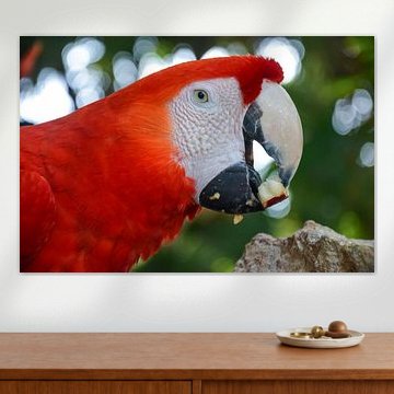 Portret van een rode papegaai in Xcaret, Mexico