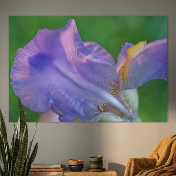 Violet Iris Flower Macro