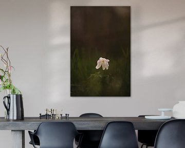 Witte bosanemoon in moody forest | Natuurfotografie | Nederland van Merlijn Arina Photography