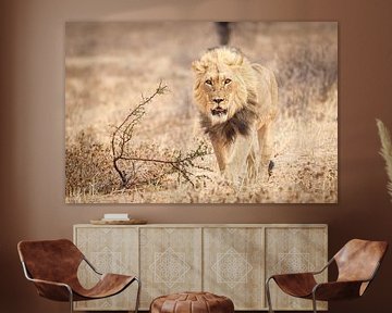 Löwe geht zur Kamera von Simone Janssen