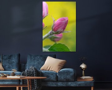 Magnifique gros plan de la fleur rose d'un pommier sur Patrick Verhoef