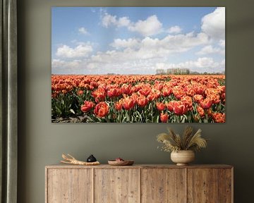 een oranje tulpenveld met mooie stapelwolken van W J Kok