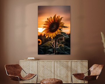 Tournesol au coucher du soleil sur drdigitaldesign