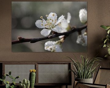 Dew Covered Blackthorn Blossom by Imladris Images