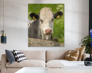 A portrait of a cow by Thea de Ruijter