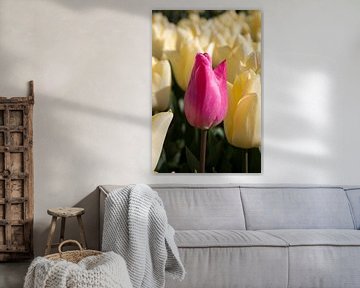 Nahaufnahme einer rosa Tulpe in einem gelben Tulpenfeld von W J Kok
