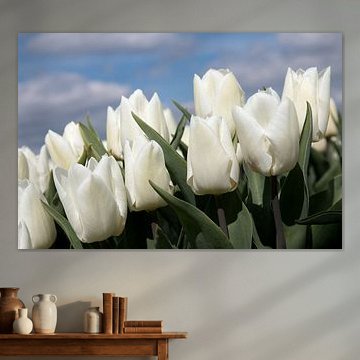closeup of white tulips in a tulip field on a sunny day