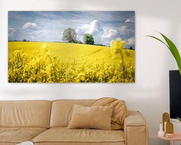 Rape field by Steffen Henze