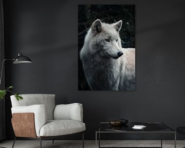 majestueuze wolf van Dave Adriaanse