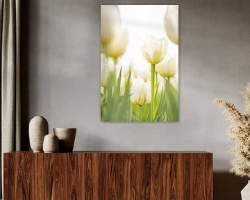 Nederlandse witte tulpen. van Ron van der Stappen