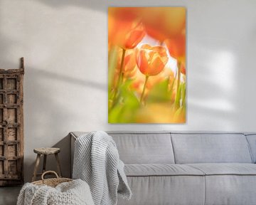 Niederländische orange/gelbe Tulpen. von Ron van der Stappen