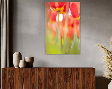 Nederlandse rood/gele tulpen. van Ron van der Stappen