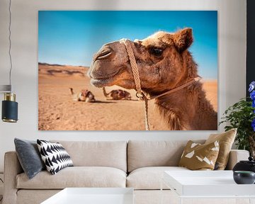 Face of a Camel by Auke Hamers