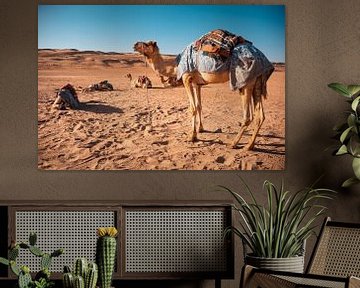 Dromedarissen in de woestijn van Auke Hamers