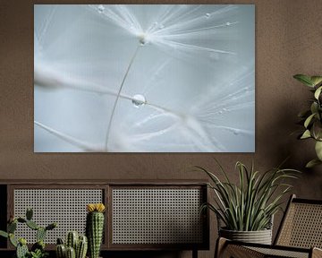 Dandelion fluff with water droplets by Nanda Bussers