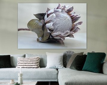 Protea 10 by Carla Mesken-Dijkhoff