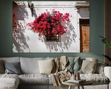 Rosa Bougainville im Fenster Spanien, Althea