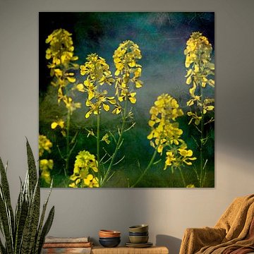 Rapeseed in the field