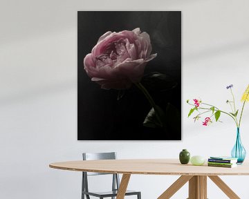 Peony in picturesque light - Fine Art Photo by Misty Melodies