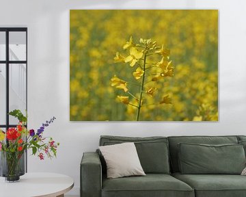 Flowering oilseed rape in a field by Wim vd Neut