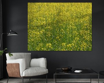 A field of oilseed rape in Drenthe by Wim vd Neut