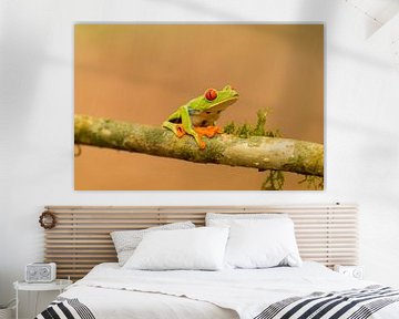 Groene kikker met rode ogen. van C Witvliet