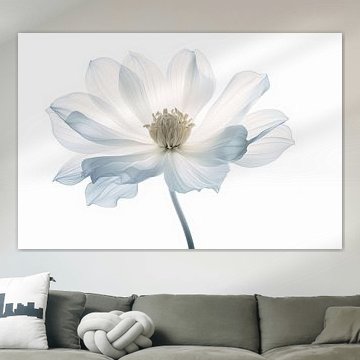 Fleurs transparentes