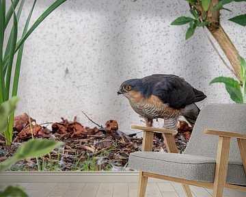 Sperwer (Accipiter nisus)