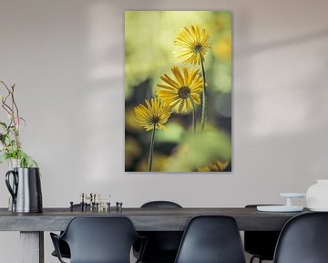 Herzblatt-Sonnenblume von Tessa Poll