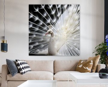white peacock by Jacco Hinke
